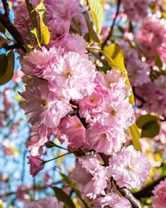 Sakura blossom in Belgrade in April