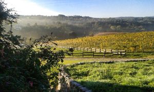 vineyards close to Valjevo at Milijan jelić winery